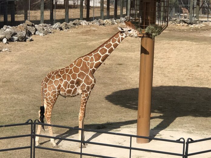 Frank Buck Zoo Tickets